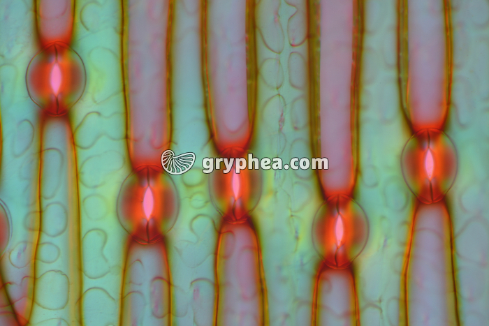 Stomates de feuille d'Iris  x100 - gryphea.com